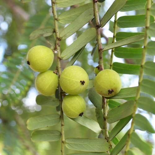 Amalaki - niebiańskie owoce Indii